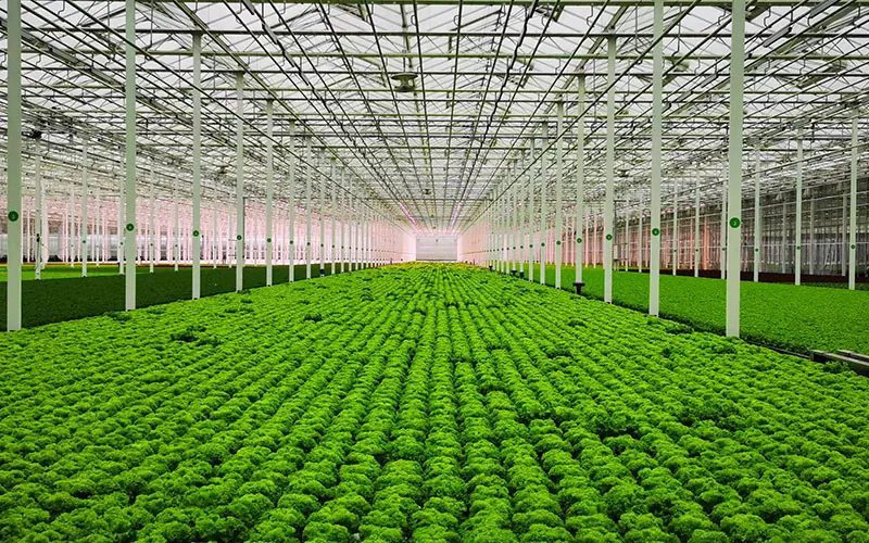 How Can a Glass Greenhouse Improve Plant Growth, Enhance Sustainability, and Transform Your Gardening Experience?