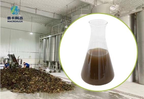 China Brown Algae Extract Supplier for Premium Natural Marine Ingredients